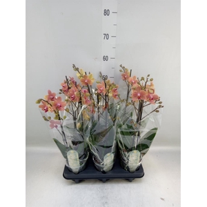 Phalaenopsis multi. 'FC SunsetLove'