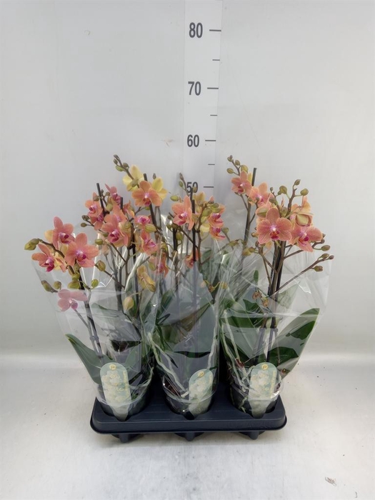 <h4>Phalaenopsis multi. 'FC SunsetLove'</h4>