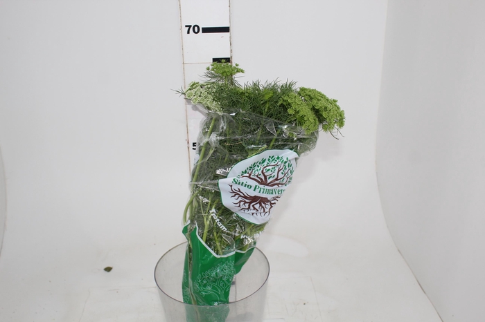 <h4>AMMI MAJUS 060 CM</h4>