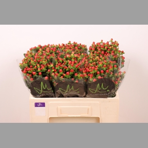 HYP TOMATO FLAIR