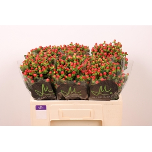 HYP TOMATO FLAIR