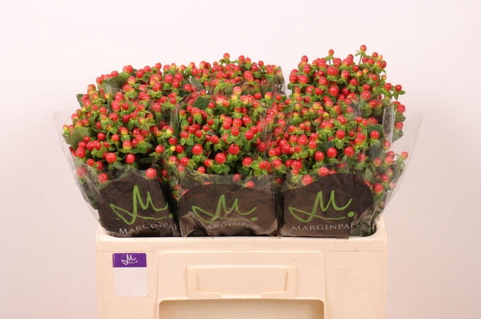 <h4>HYP TOMATO FLAIR</h4>