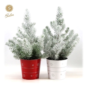 Pinus pinea 'Silver Crest' P17 in Zinc X-mas Duo + Snow