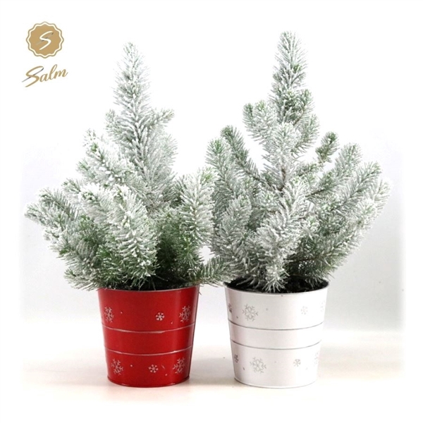 <h4>Pinus pinea 'Silver Crest' P17 in Zinc X-mas Duo + Snow</h4>