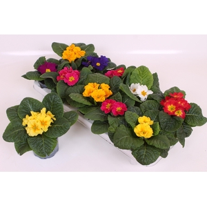 Prim Acaulis Gemengd