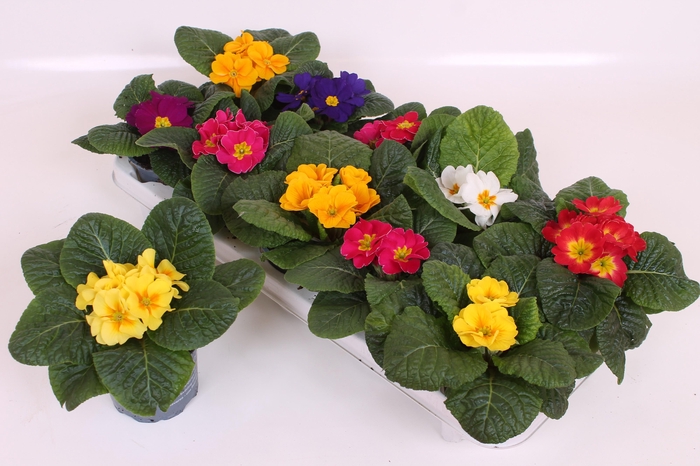 <h4>Prim Acaulis Gemengd</h4>