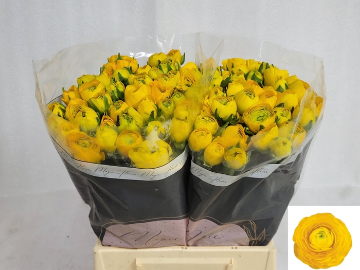 <h4>RAN EL YELLOW</h4>