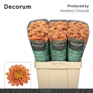 Chrys sa ellison salmon