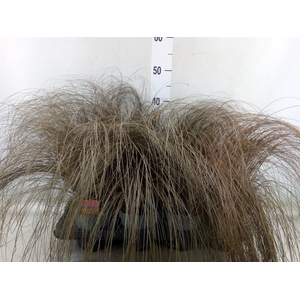 Carex comans 'Bronze Form'