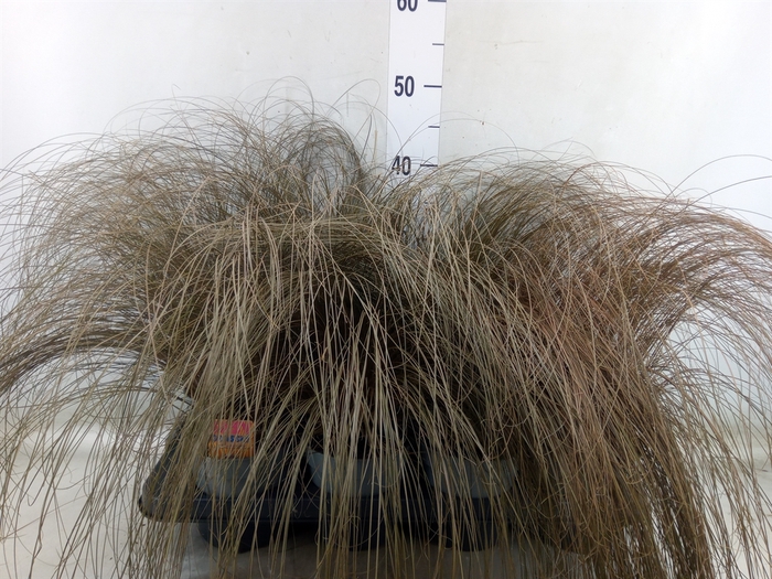 <h4>Carex comans 'Bronze Form'</h4>