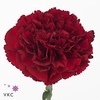 Dianthus st zurigo