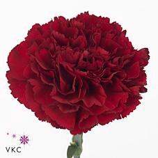 Dianthus st zurigo