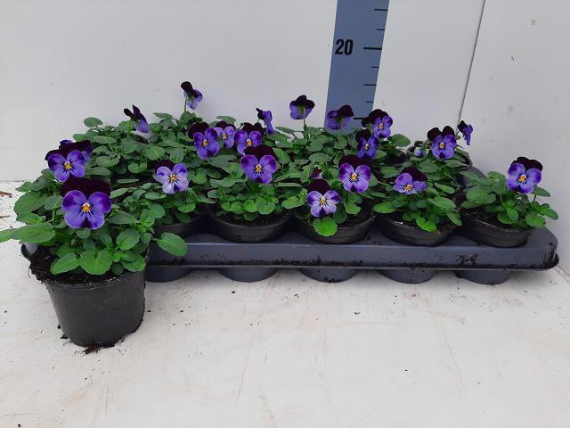 <h4>VIO CO EM DENIM JUP</h4>