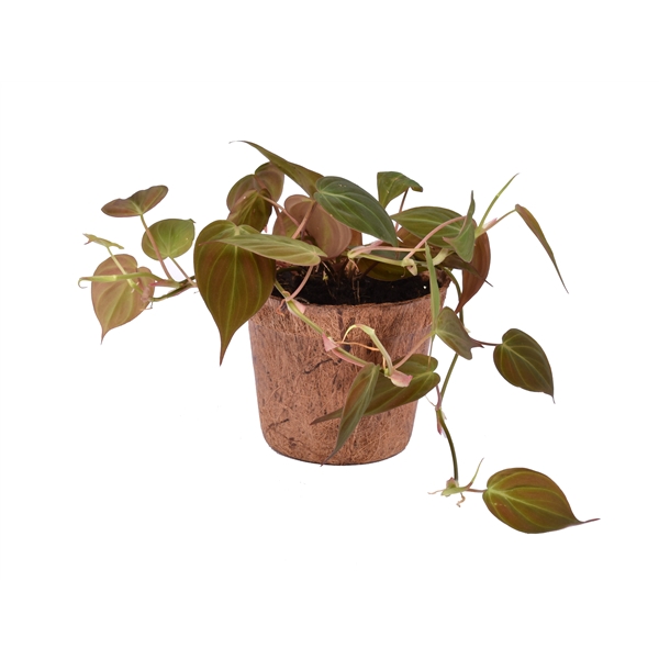 <h4>Philodendron scandens 'Micans' met Nature's Chance Kokospot</h4>