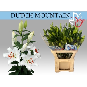LI OR DUTCH MOUNTAIN