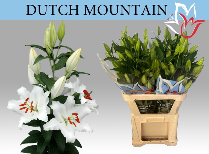<h4>LI OR DUTCH MOUNTAIN</h4>