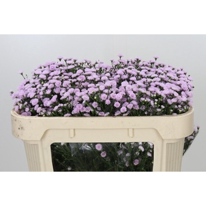 Aster Astee Pink Pearl