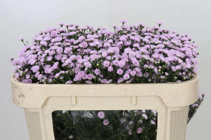 <h4>Aster Astee Pink Pearl</h4>