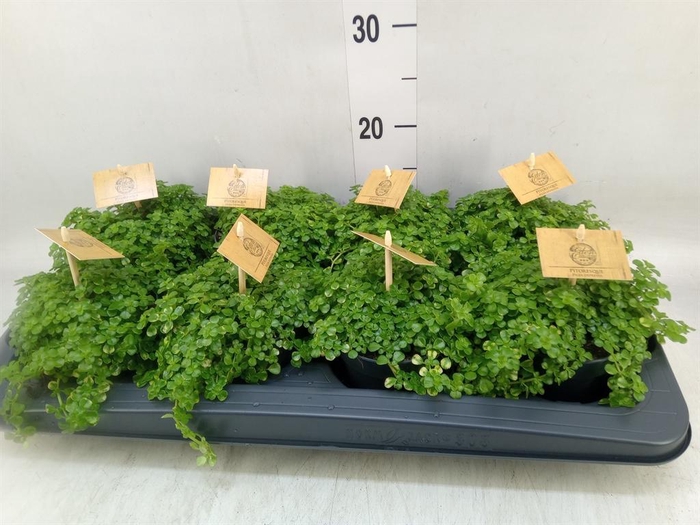 <h4>Pilea depressa</h4>