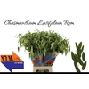 Chasmanthium latifolium 'Mantis'
