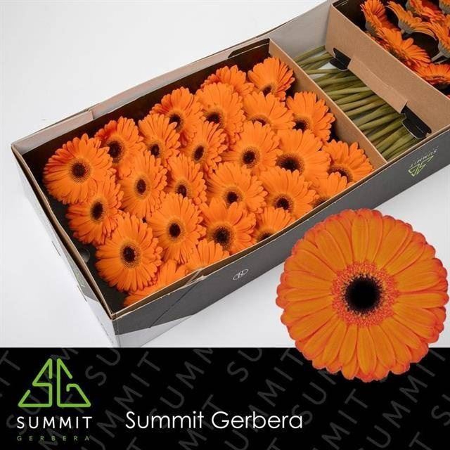 <h4>Gerbera Applause</h4>