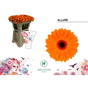 GE MI ALLURE Emmer Hoes x80