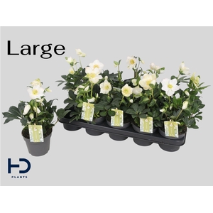 Hell Ni Advent Star P12