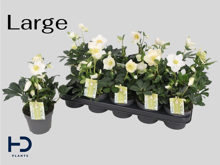 <h4>HELL NI ADVENT STAR</h4>