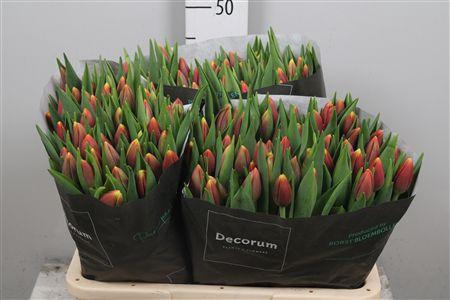 <h4>Tu En Replay</h4>