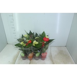 ANTHURIUM VARIADO P09