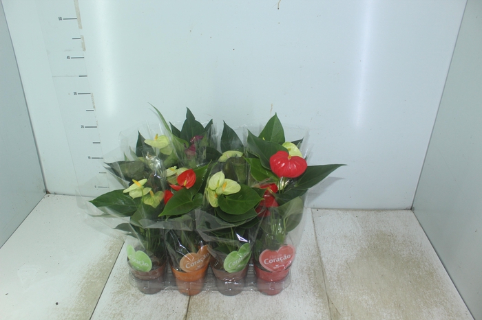 <h4>ANTHURIUM VARIADO P09</h4>