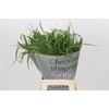Panicum Fountain