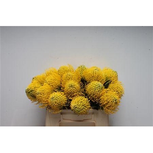 Leuco Ayoba Yellow