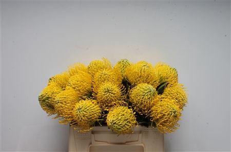 <h4>Leuco Ayoba Yellow</h4>