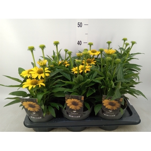 Echinacea  'Sombrero Lemon Yellow'
