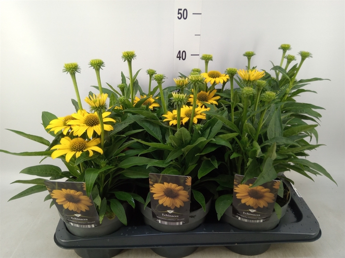 <h4>Echinacea  'Sombrero Lemon Yellow'</h4>