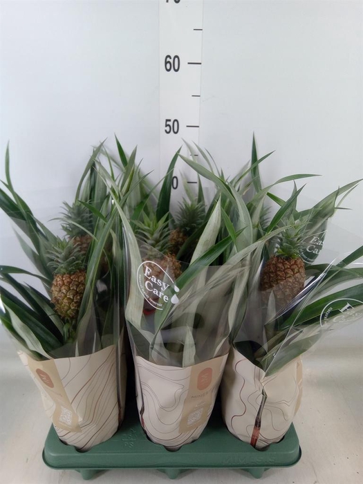 <h4>Ananas  'Rosita'</h4>