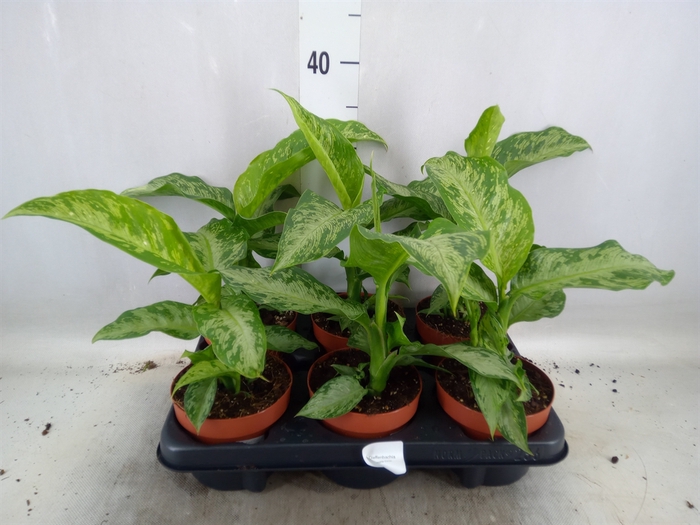 <h4>Dieffenbachia  'Memoria Corsii'</h4>