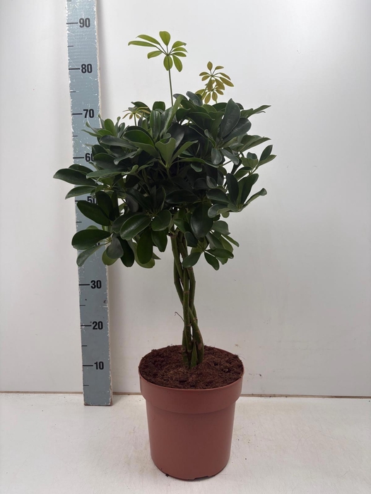 <h4>SCHEF AR NORA</h4>