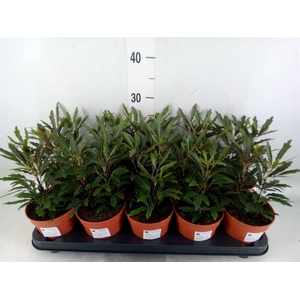 Dizygotheca eleg. 'Castor'