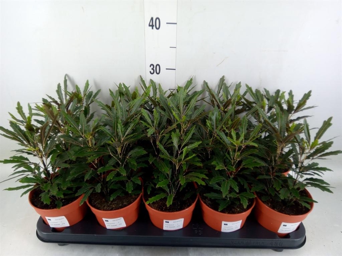 <h4>Dizygotheca eleg. 'Castor'</h4>