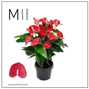 Mimesis Anthurium KARMA Red - 21 cm