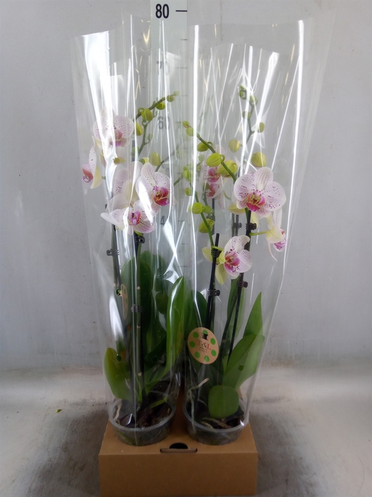 <h4>Phalaenopsis  'Bohemian Goya'</h4>