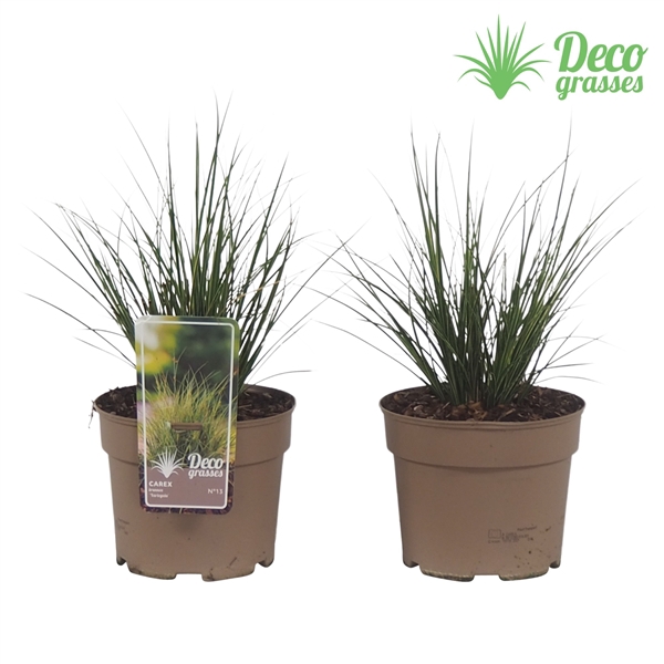 <h4>Carex brunnea 'Variegata'</h4>