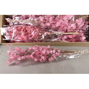 DF Lunaria Bs Shiny Light Pink