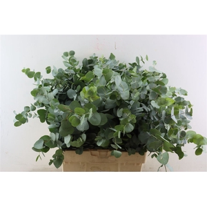 Euca Cinerea 300gr P Bunch S A