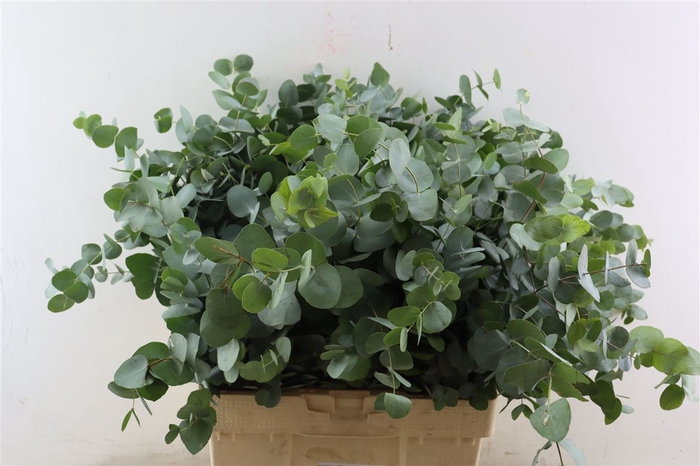 <h4>Euca Cinerea 300gr P Bunch S A</h4>