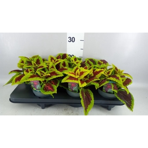Plectranthus col. 'MSt Alligator A'