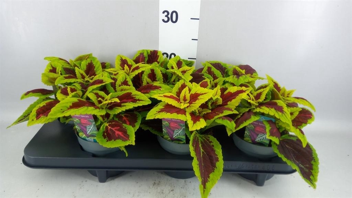 <h4>Plectranthus col. 'MSt Alligator A'</h4>
