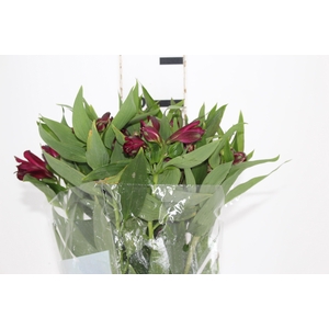 ALSTROEMERIA POMPEII 080 CM